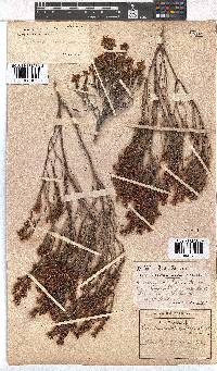 Erica capillaris image