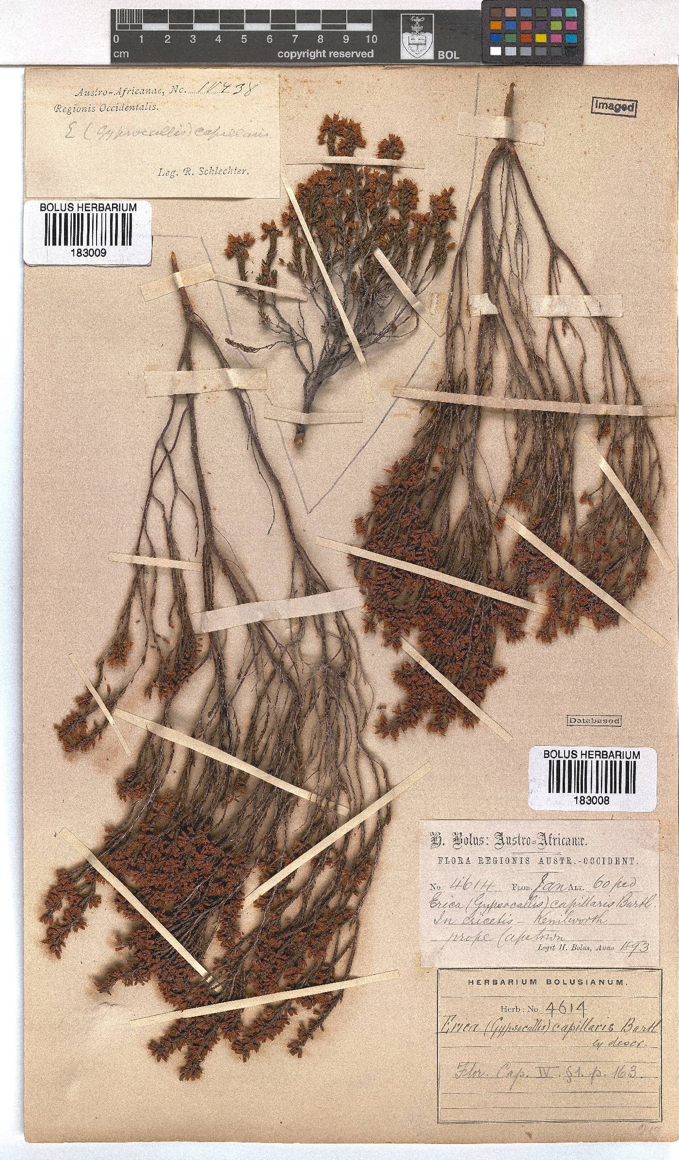 Erica capillaris image