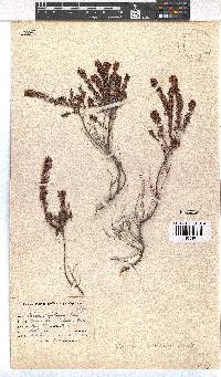 Erica capillaris image