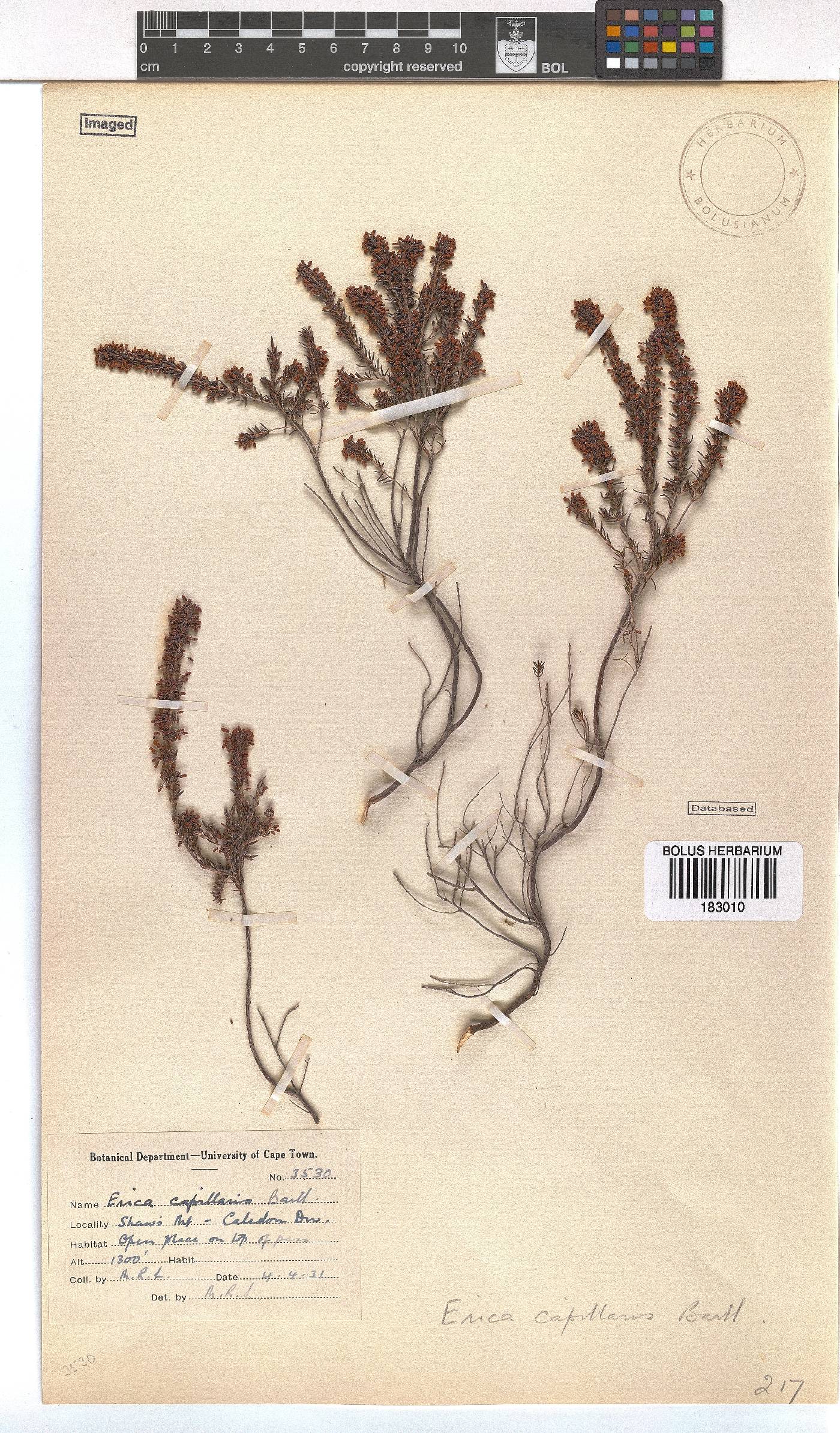 Erica capillaris image
