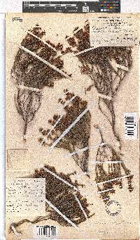 Erica capillaris image