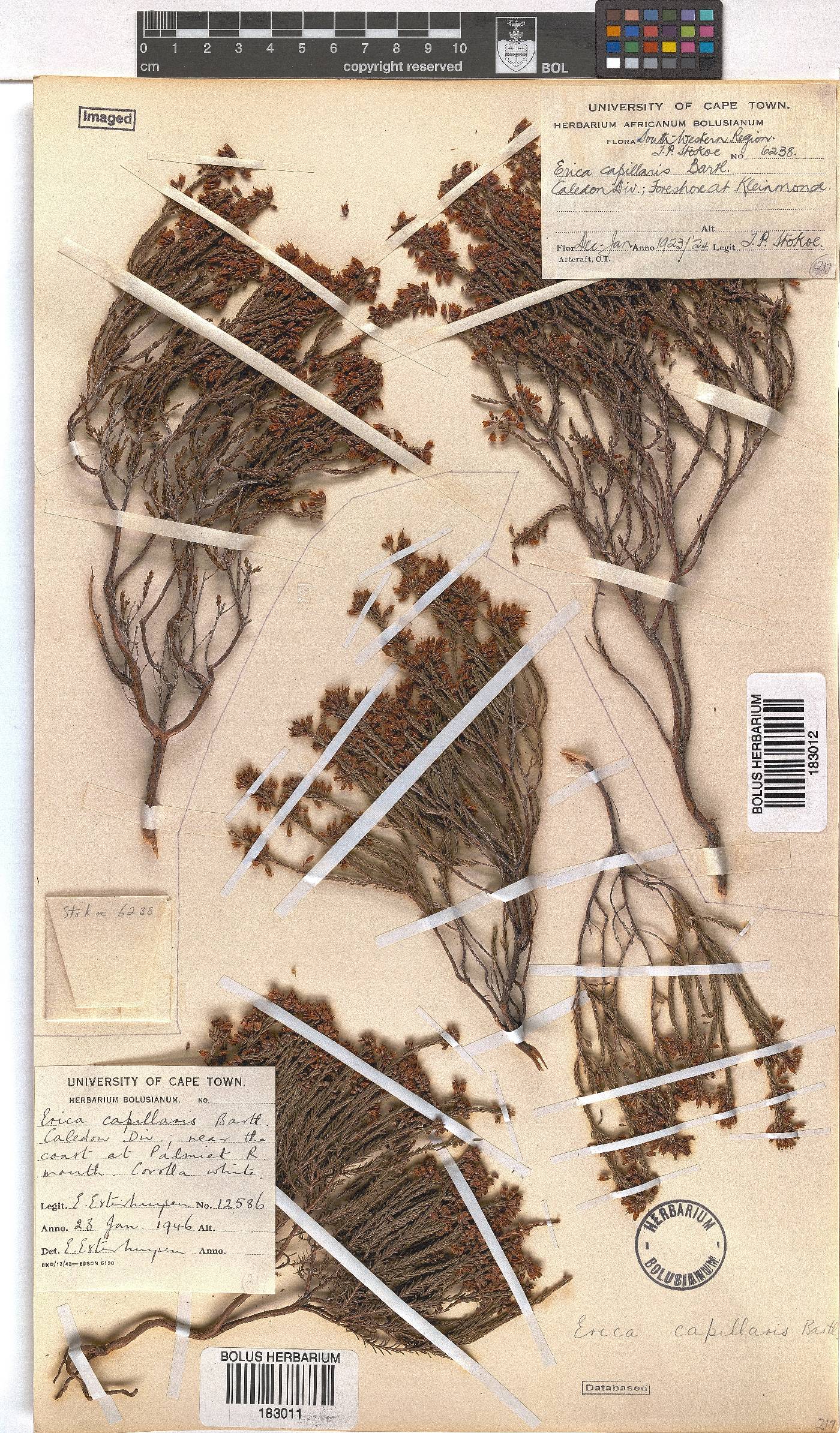 Erica capillaris image