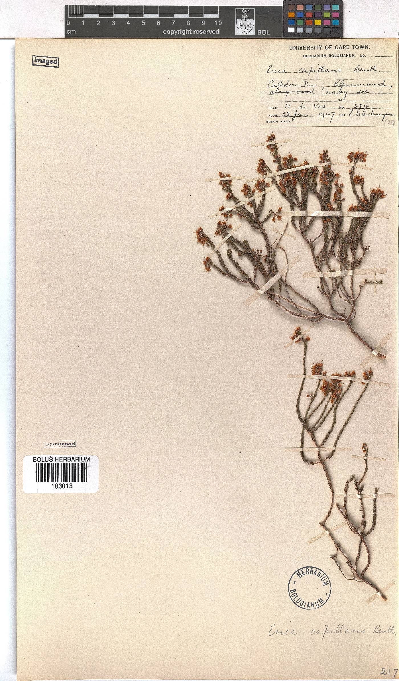 Erica capillaris image