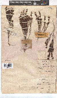 Erica capillaris image