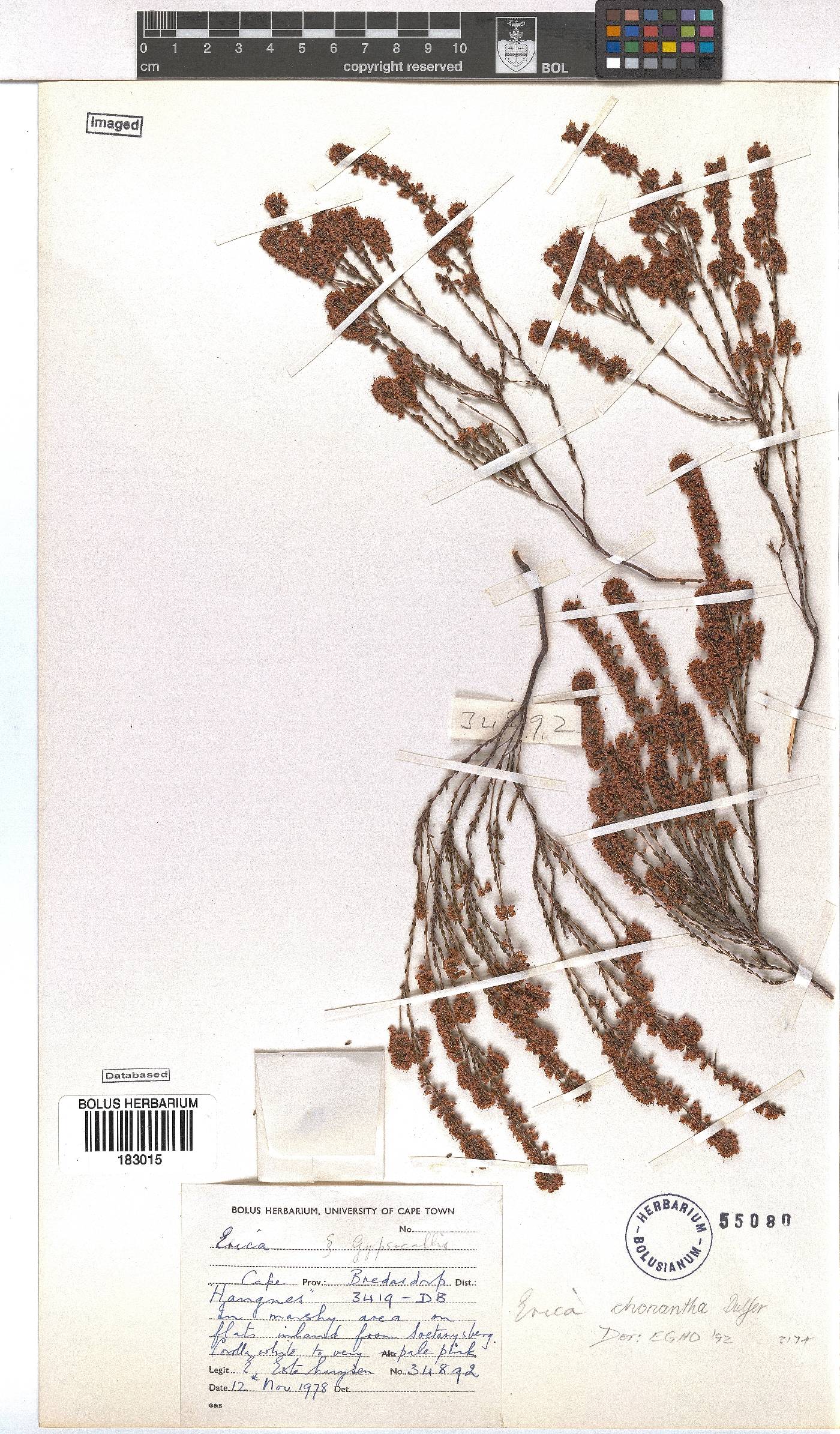 Erica chonantha image