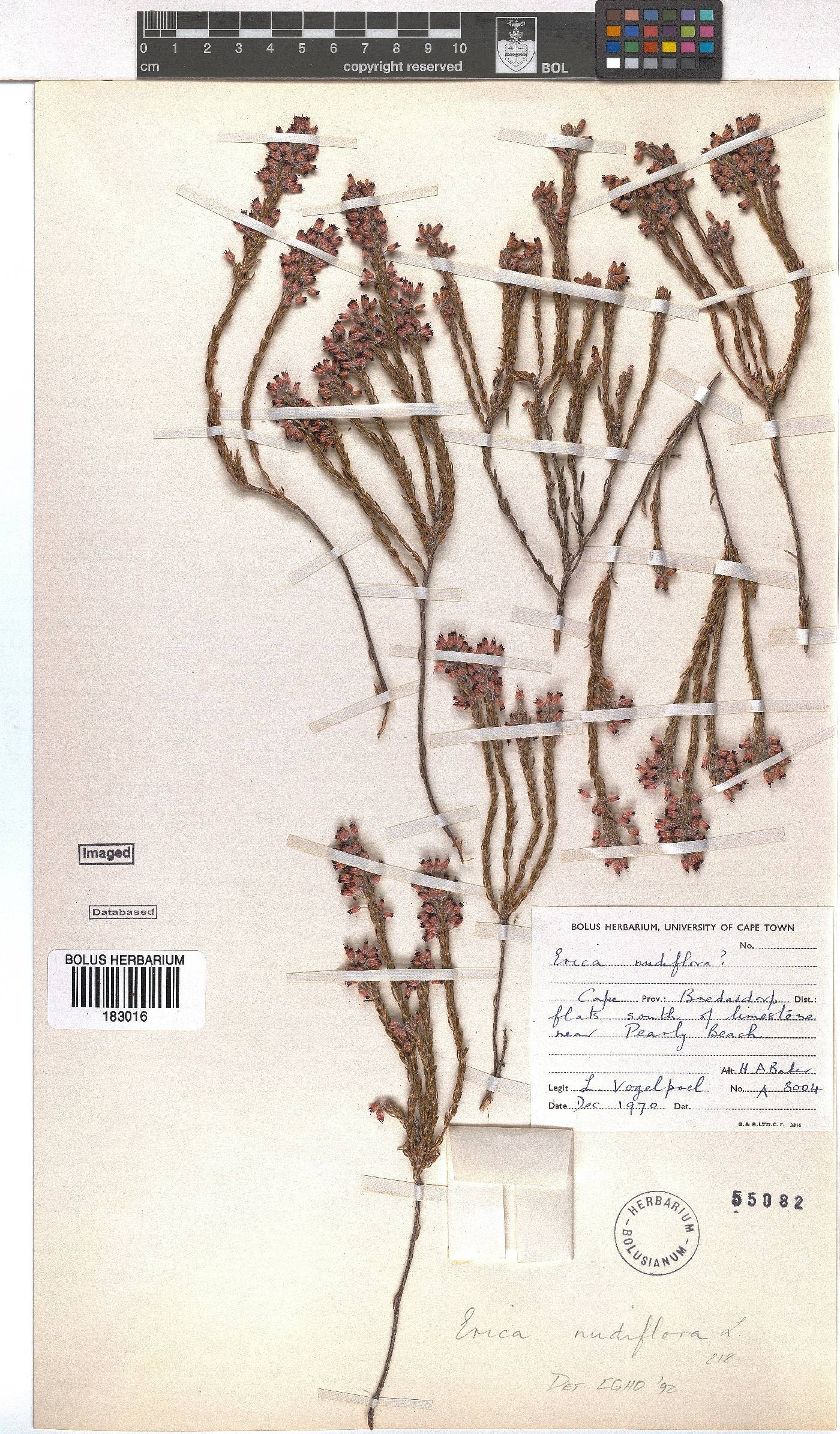 Erica nudiflora image