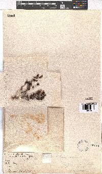 Erica nudiflora image