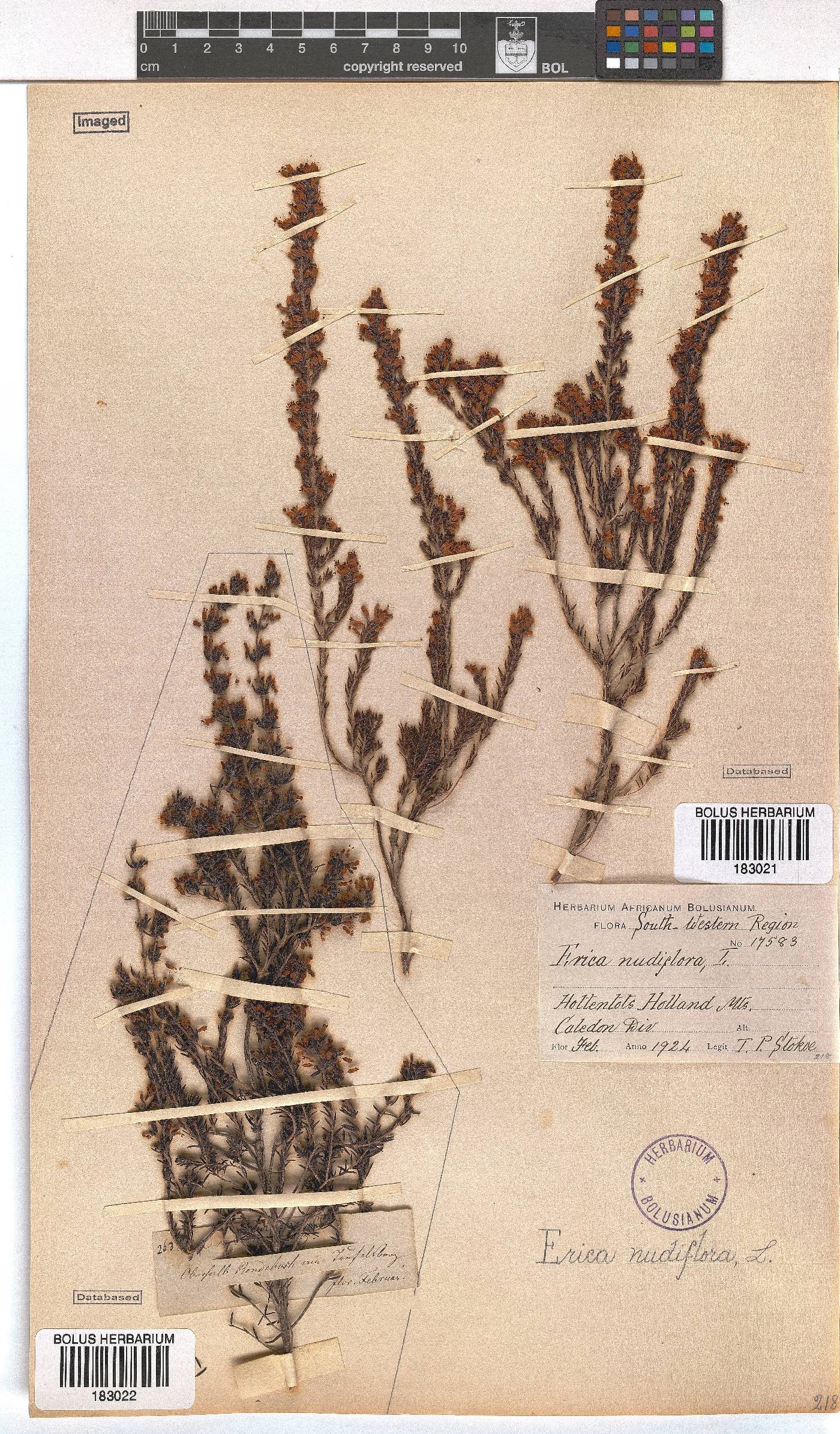 Erica nudiflora image