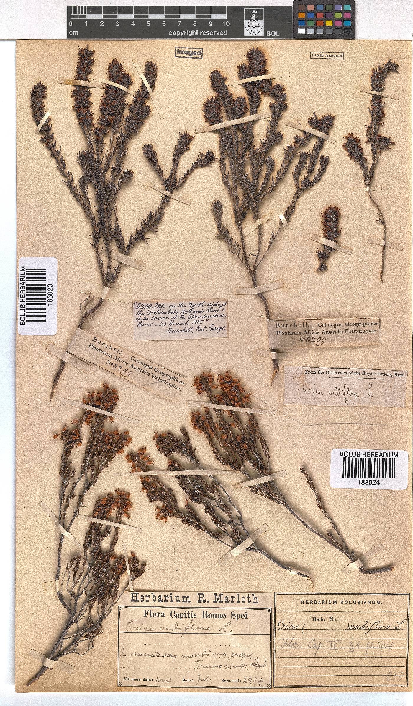 Erica nudiflora image