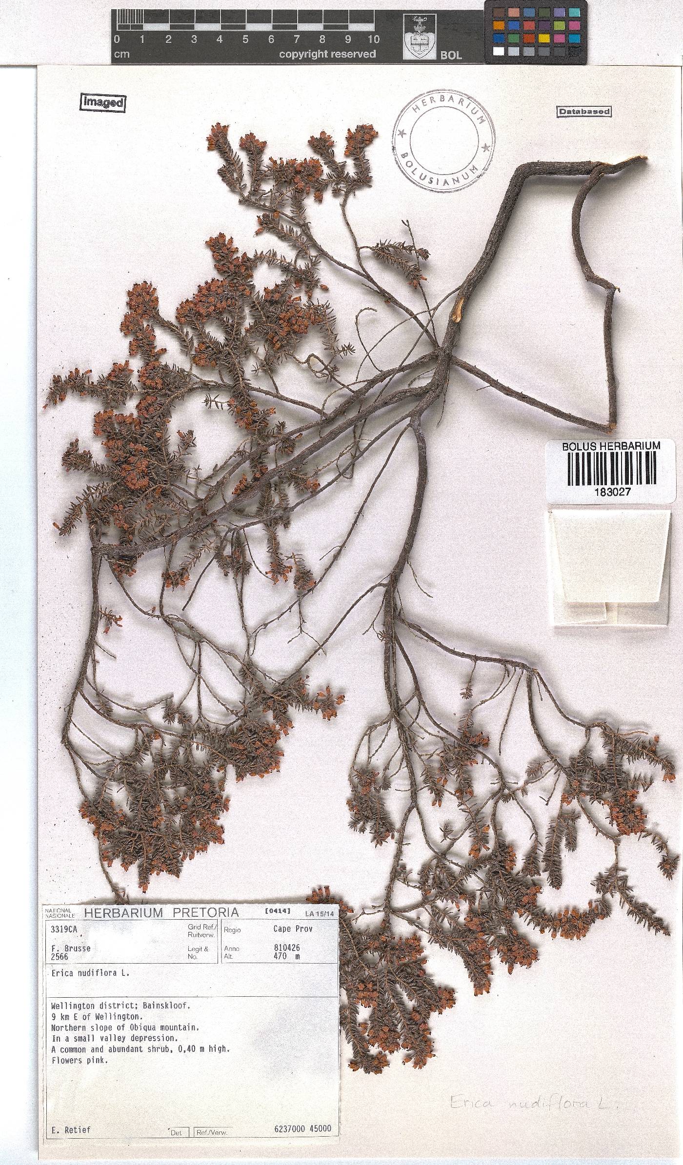 Erica nudiflora image