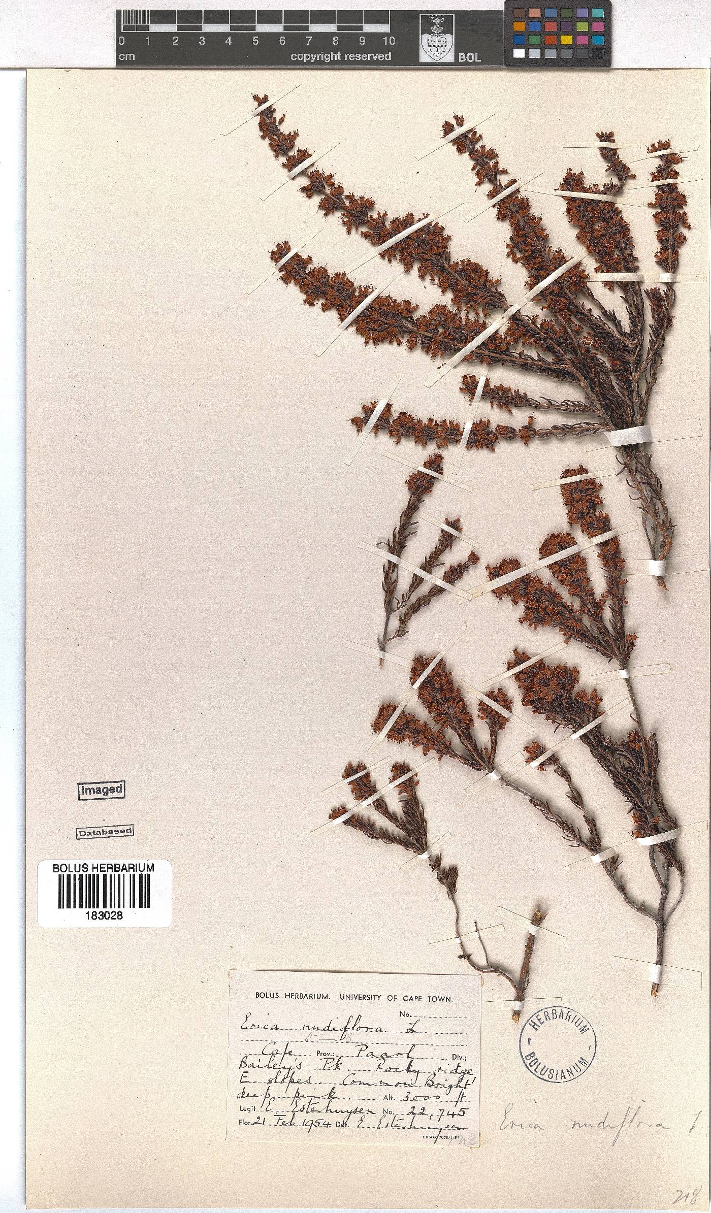 Erica nudiflora image