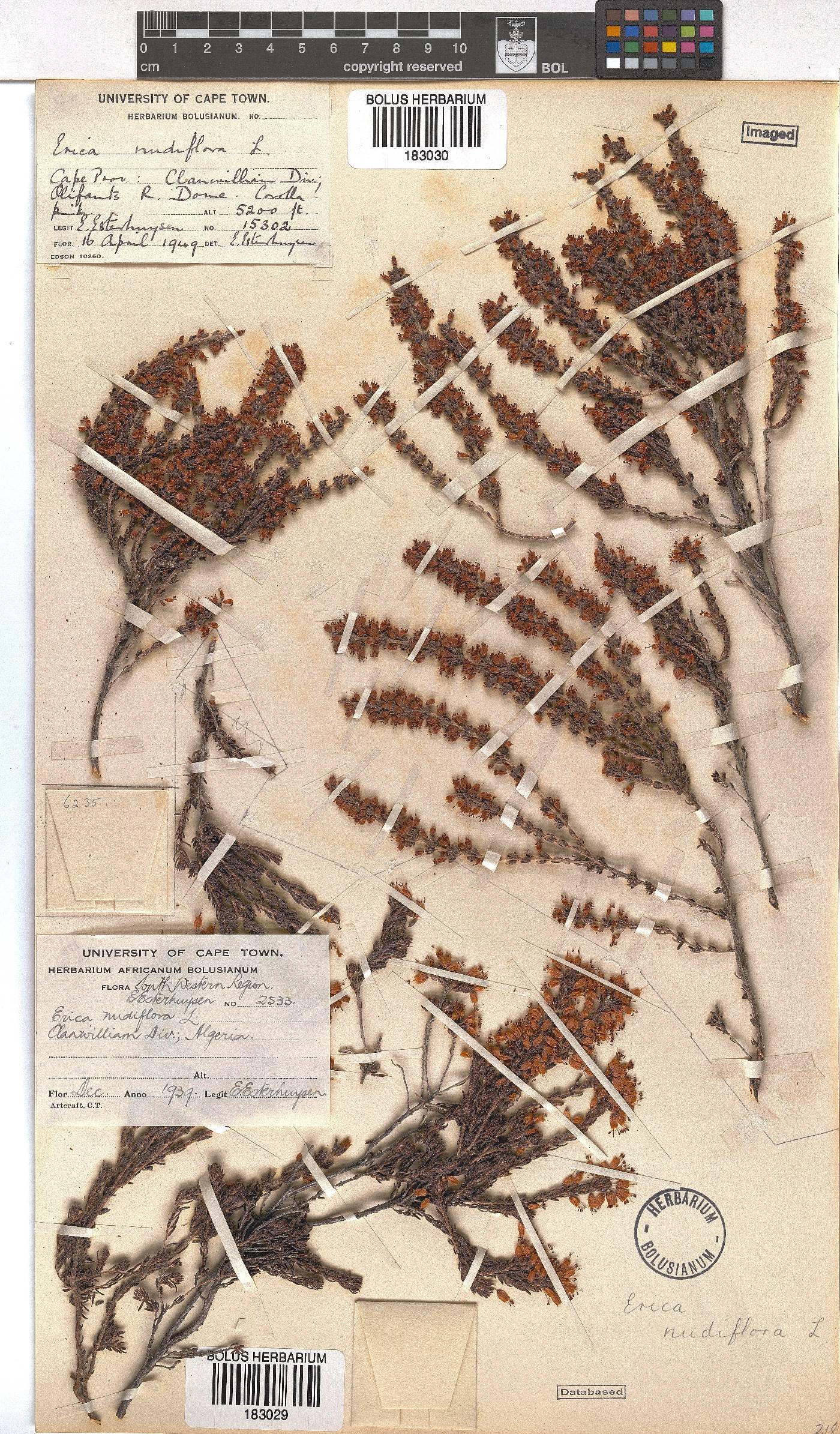 Erica nudiflora image