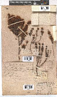 Erica nudiflora image