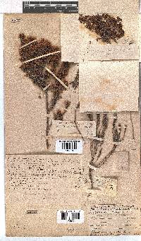 Erica nudiflora image