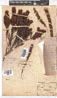 Erica nudiflora image