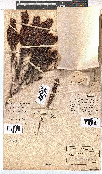 Erica nudiflora image