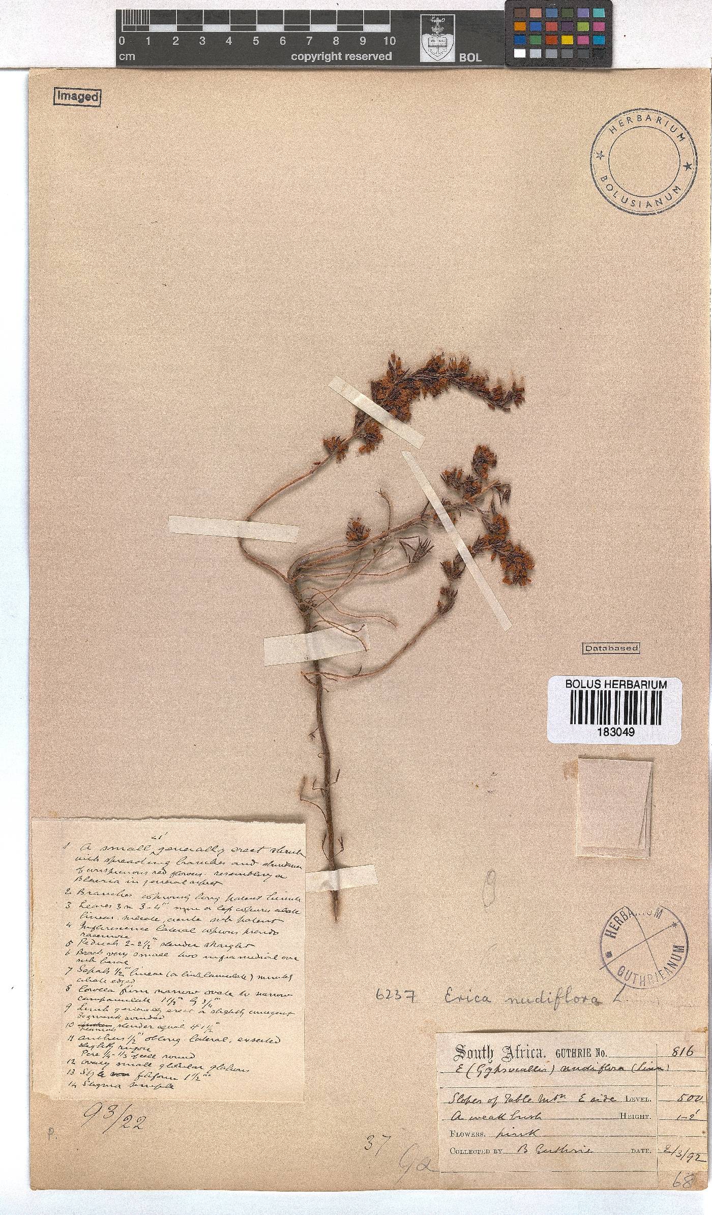 Erica nudiflora image