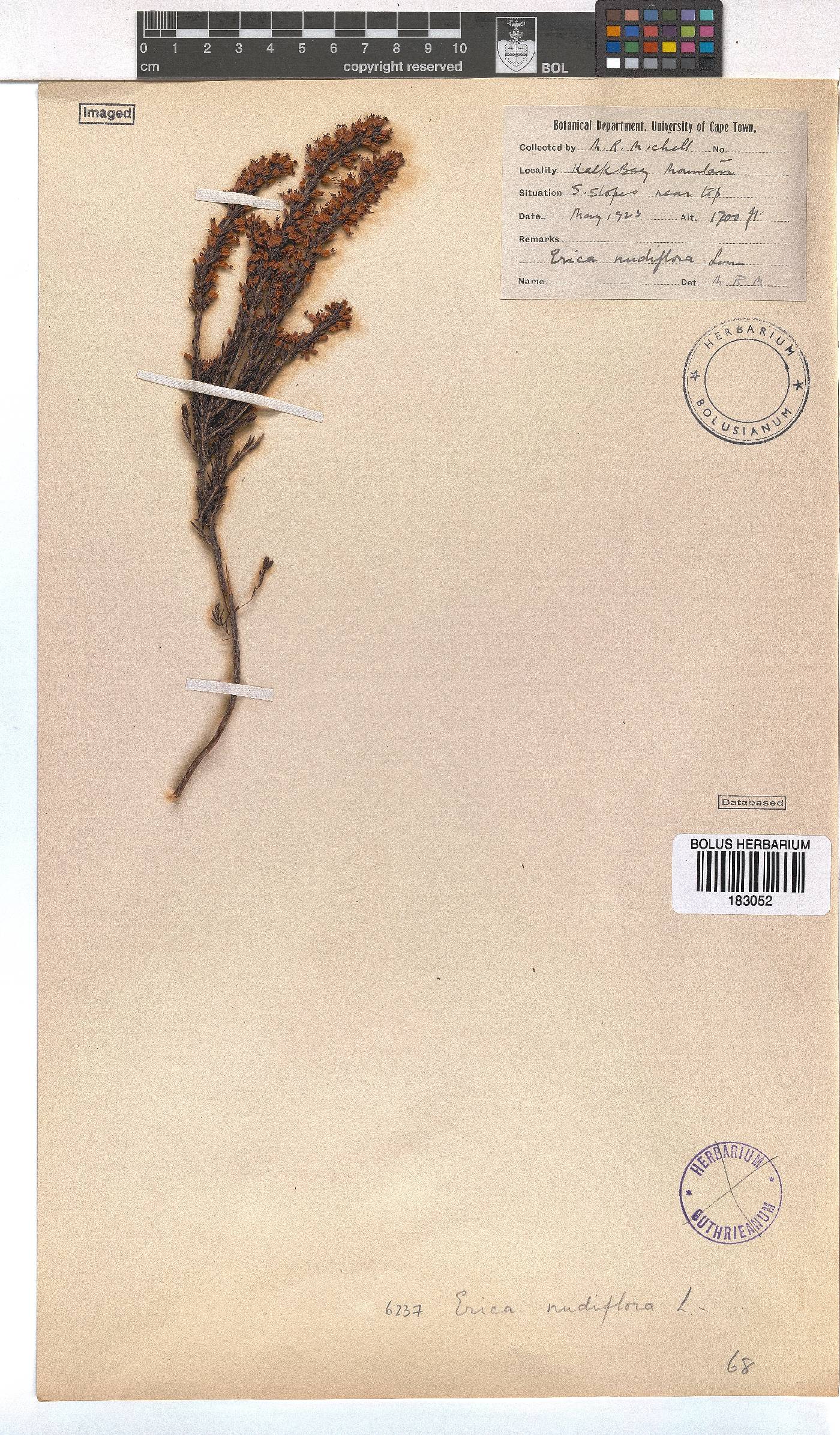 Erica nudiflora image