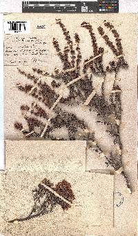 Erica nudiflora image