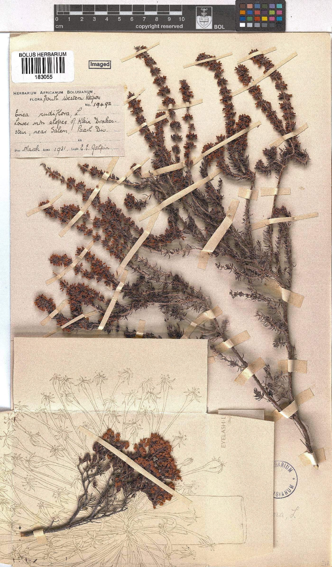 Erica nudiflora image
