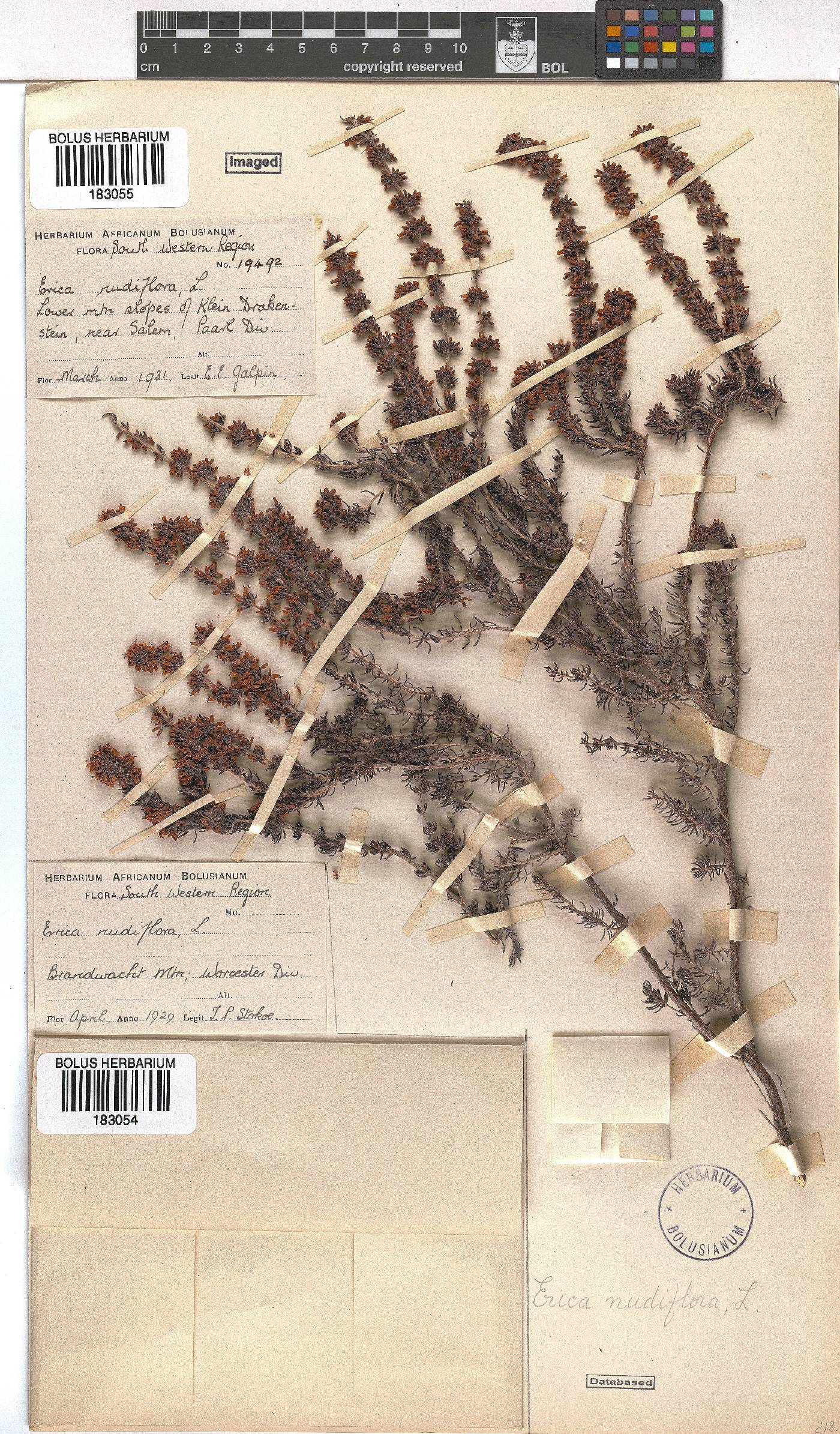 Erica nudiflora image