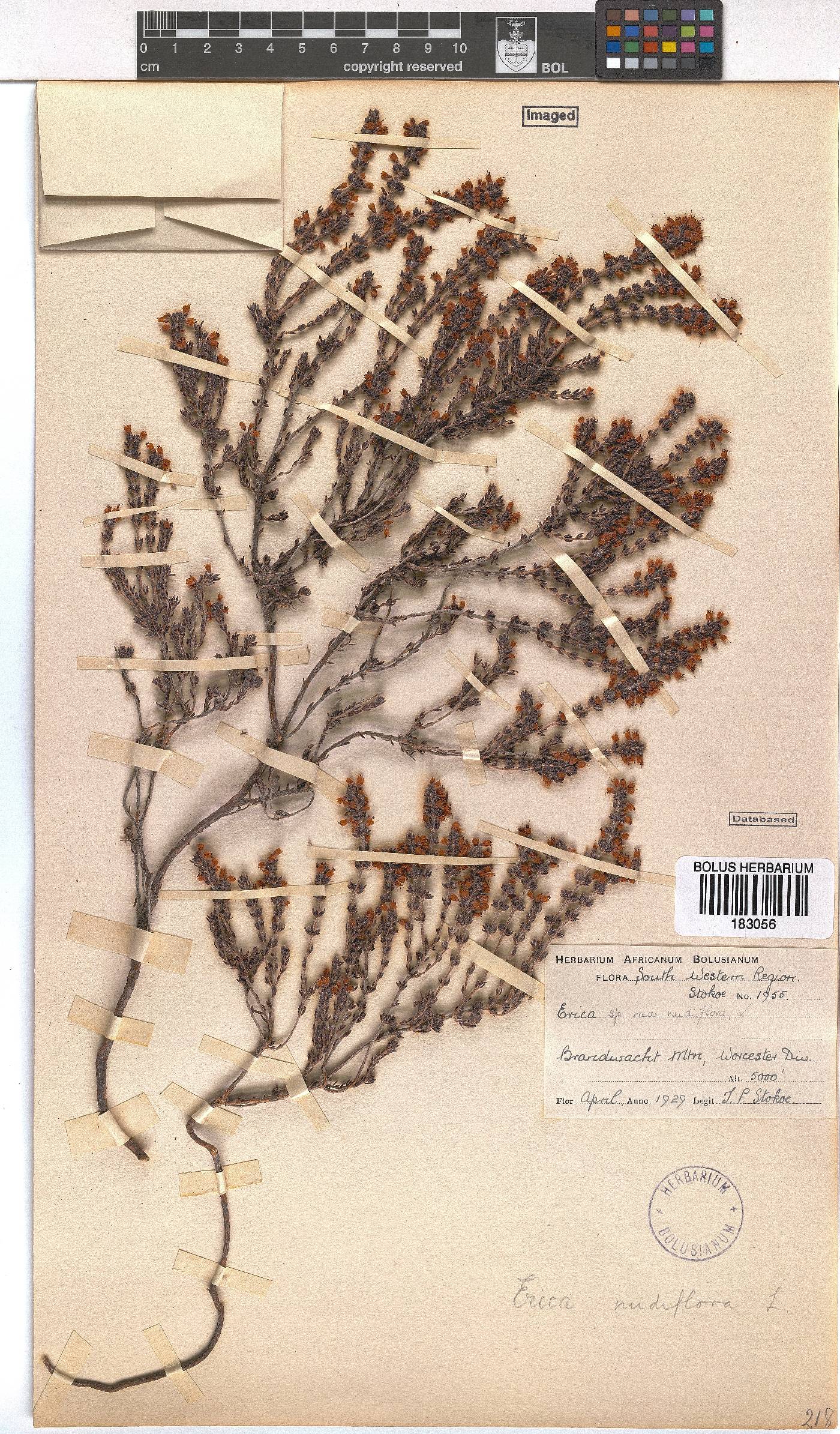 Erica nudiflora image