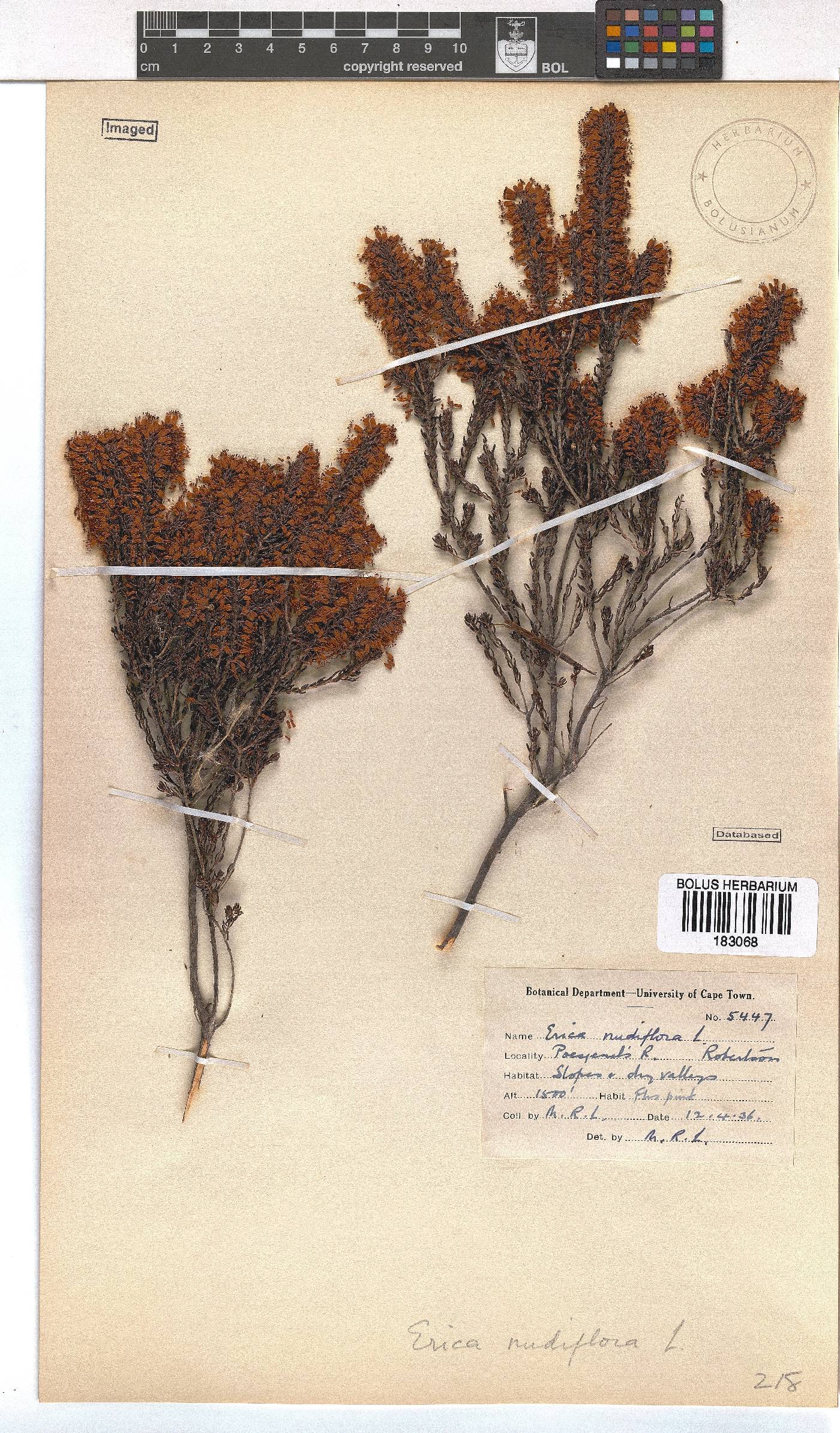 Erica nudiflora image