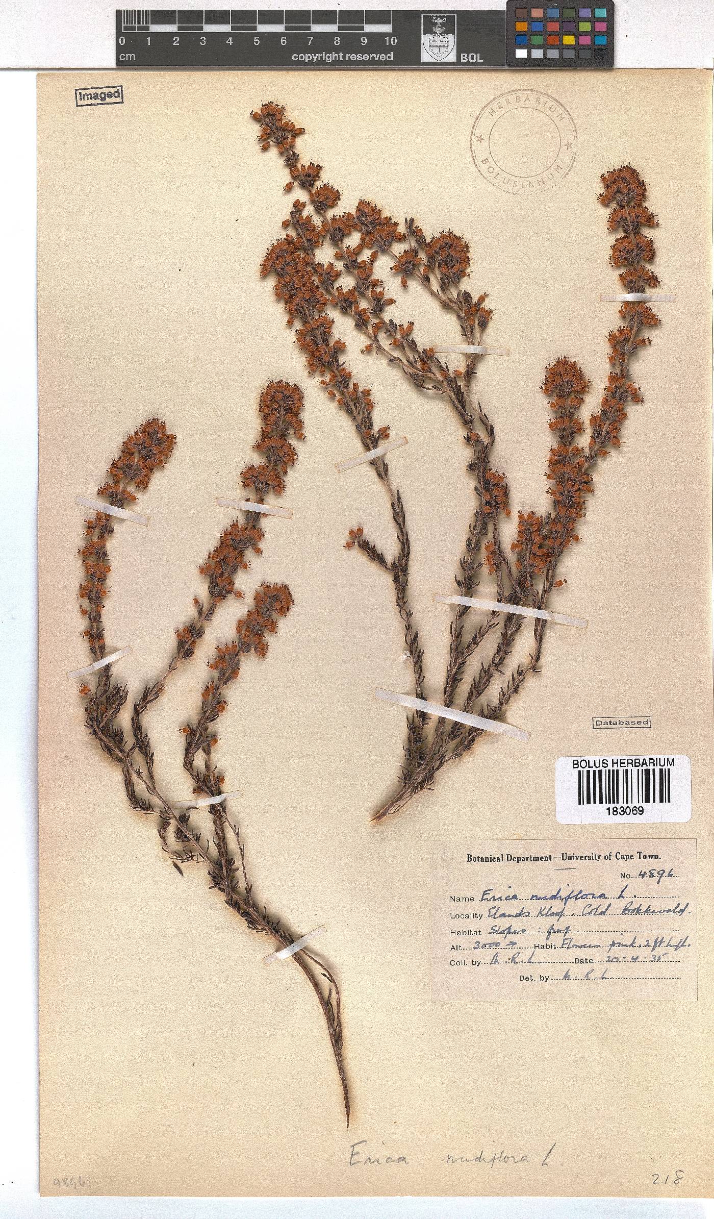 Erica nudiflora image