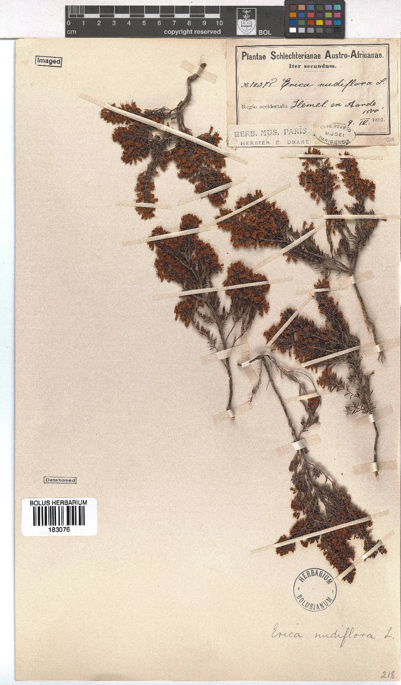 Erica nudiflora image