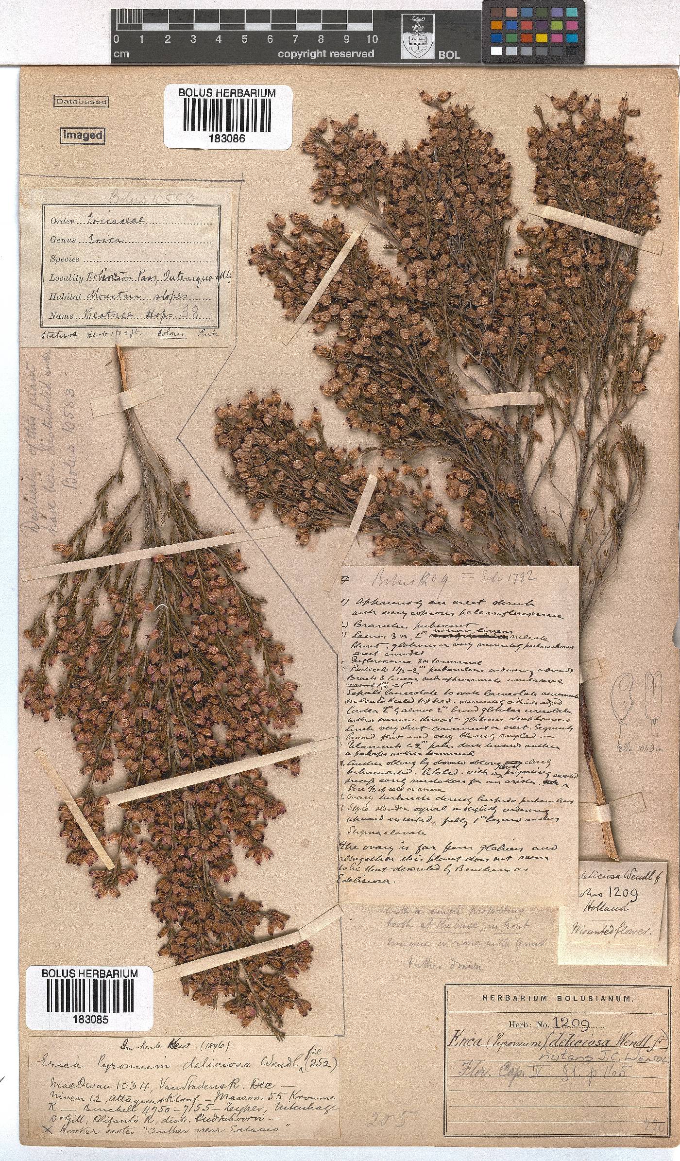 Erica nutans image