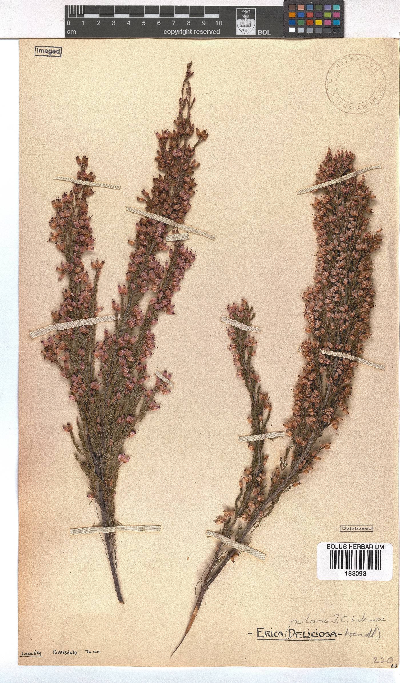 Erica nutans image