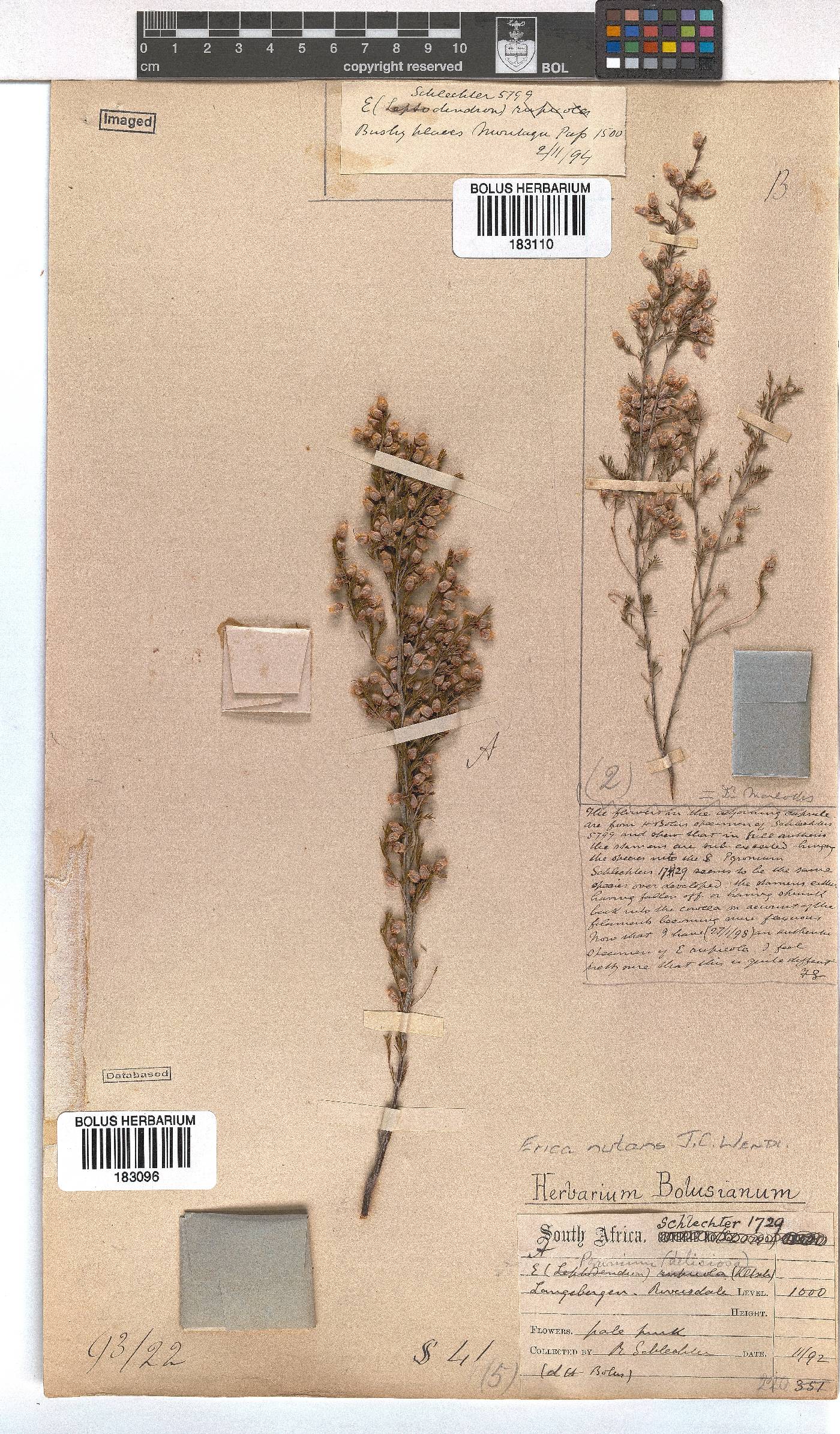 Erica nutans image