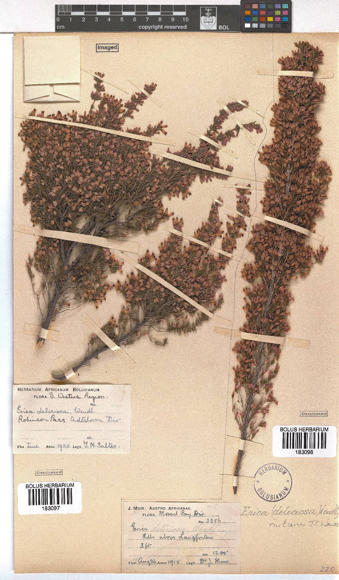 Erica nutans image