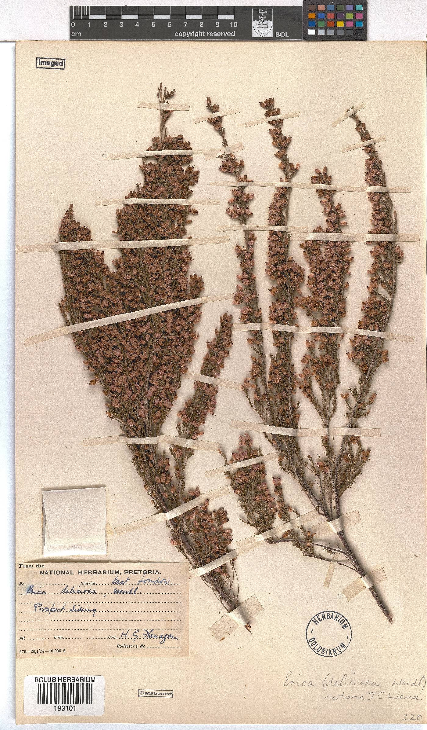 Erica nutans image