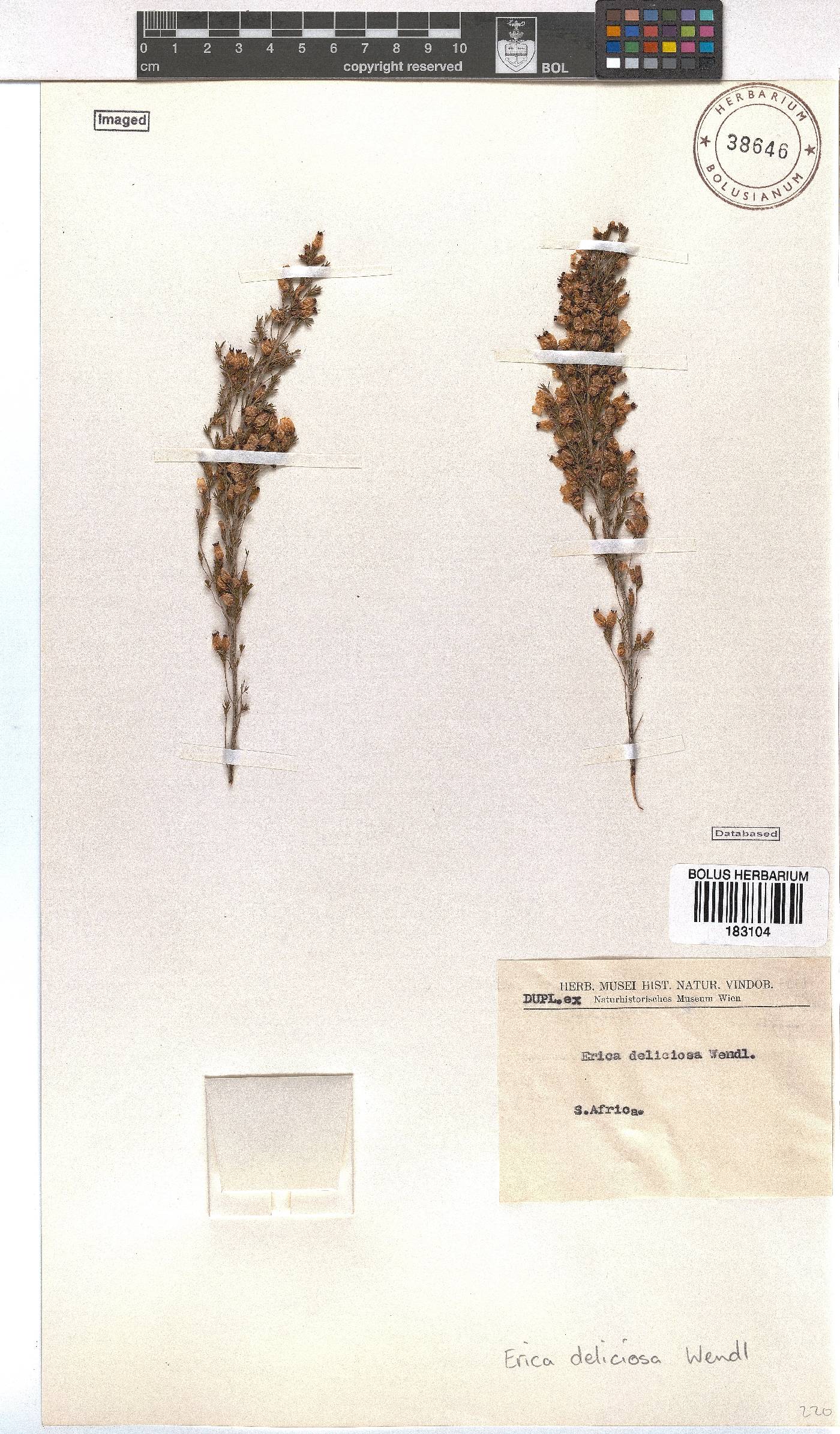 Erica nutans image