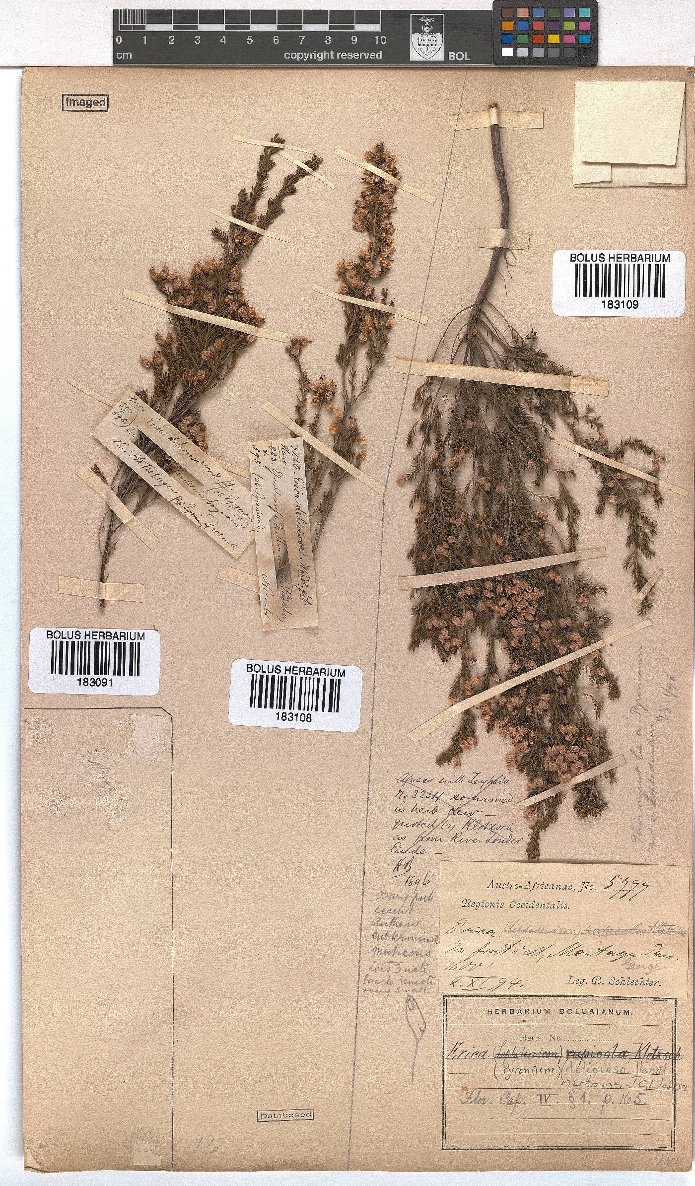 Erica nutans image