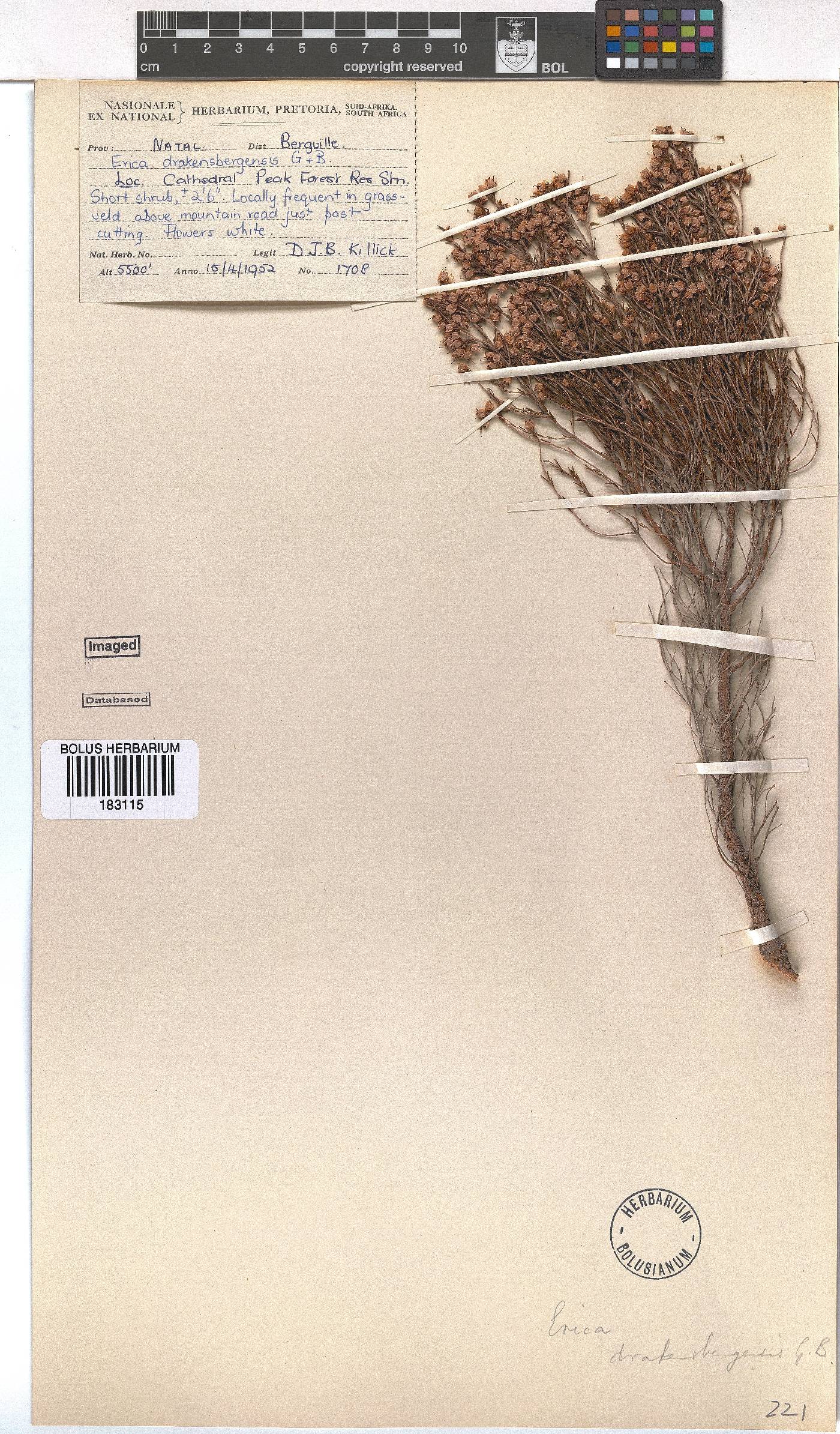 Erica drakensbergensis image