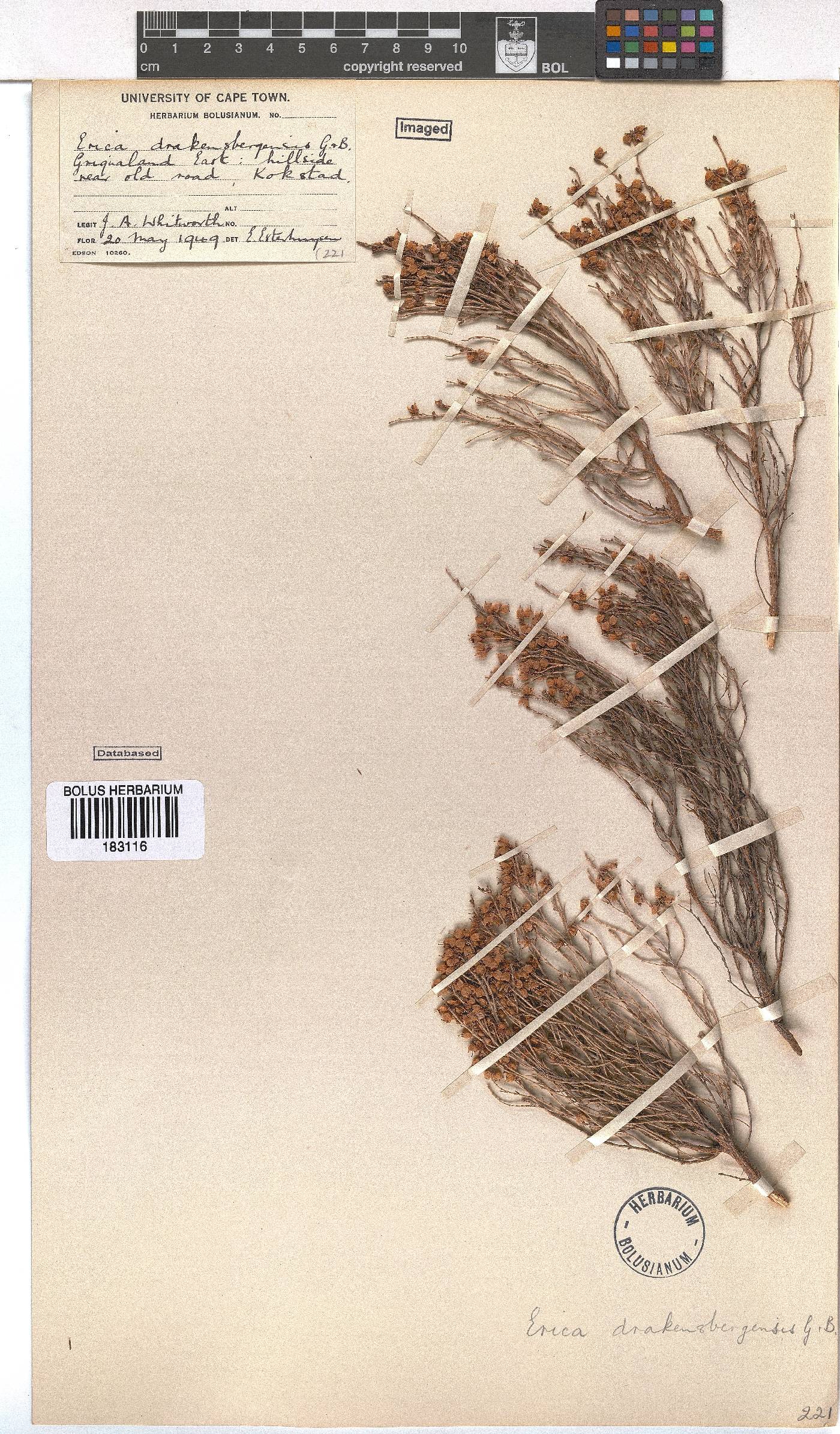 Erica drakensbergensis image