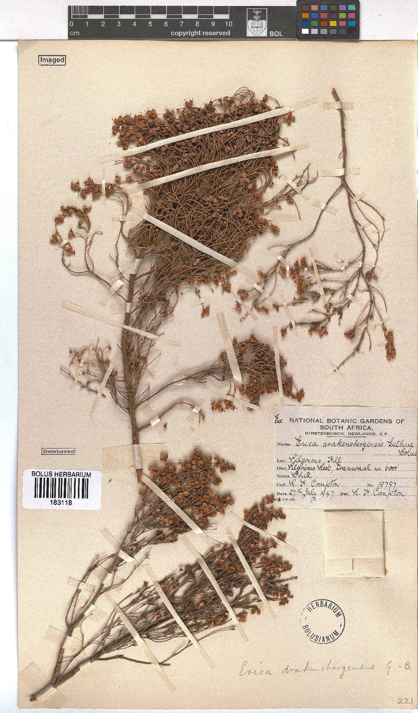 Erica drakensbergensis image