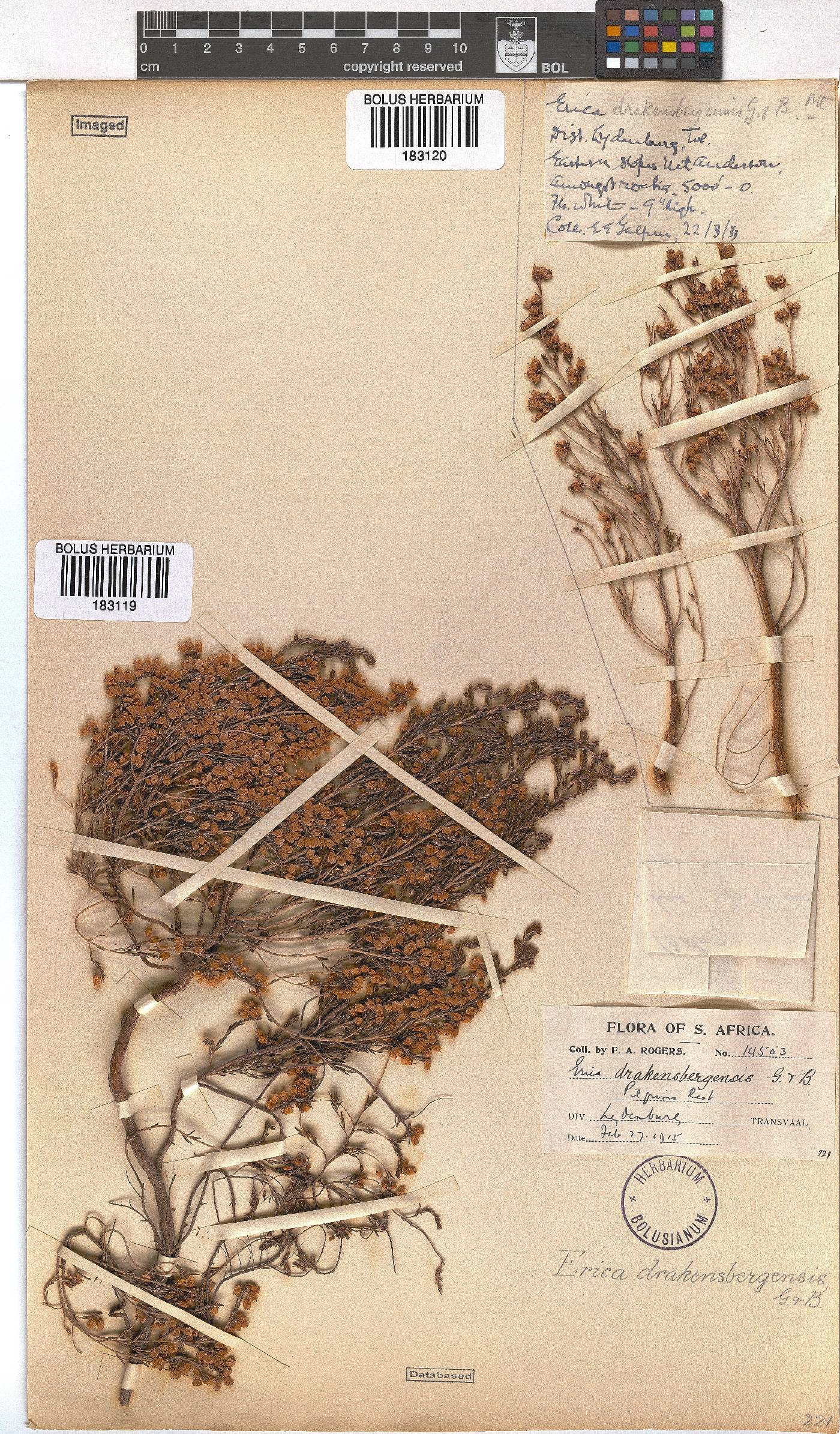 Erica drakensbergensis image
