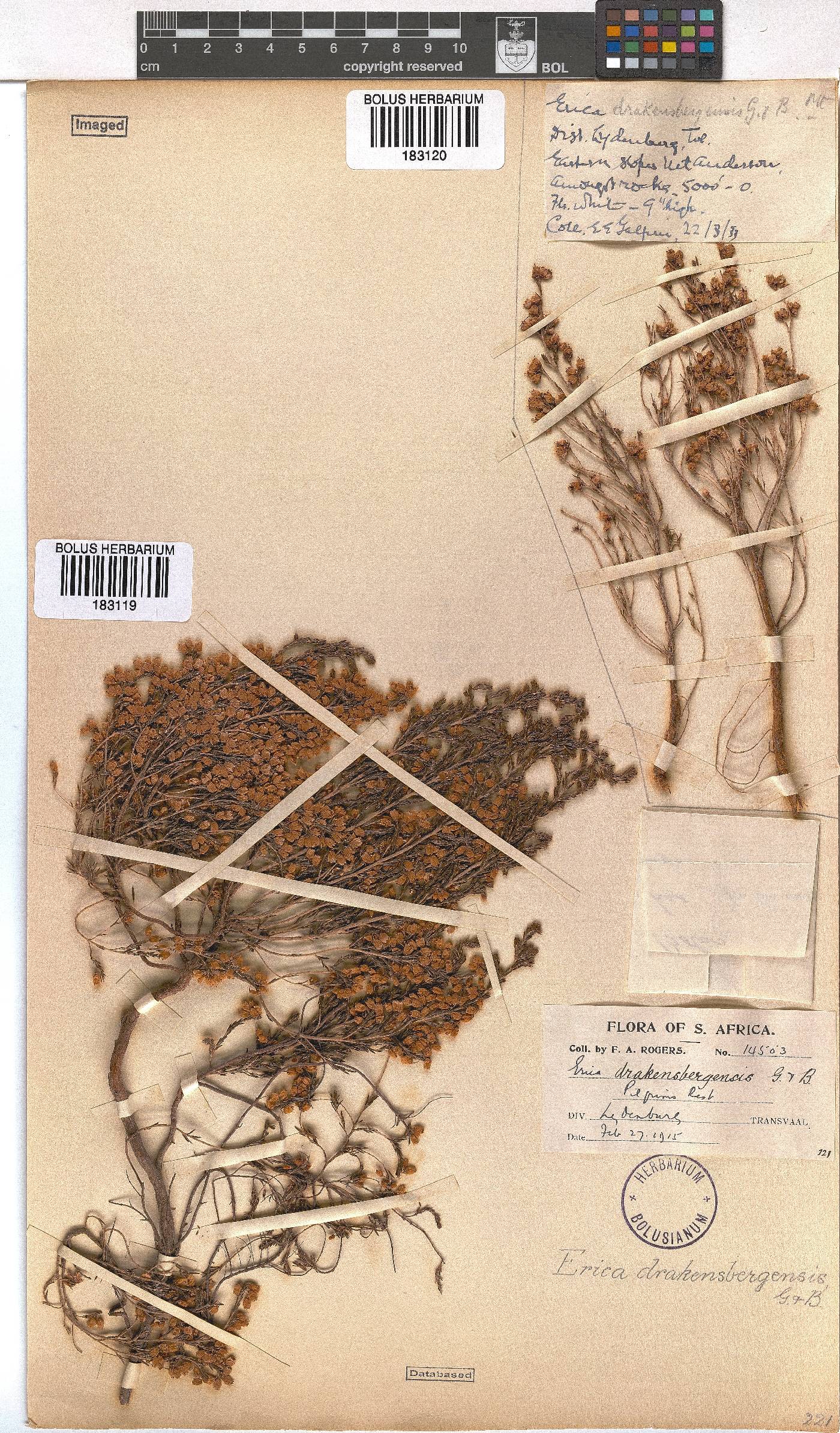 Erica drakensbergensis image