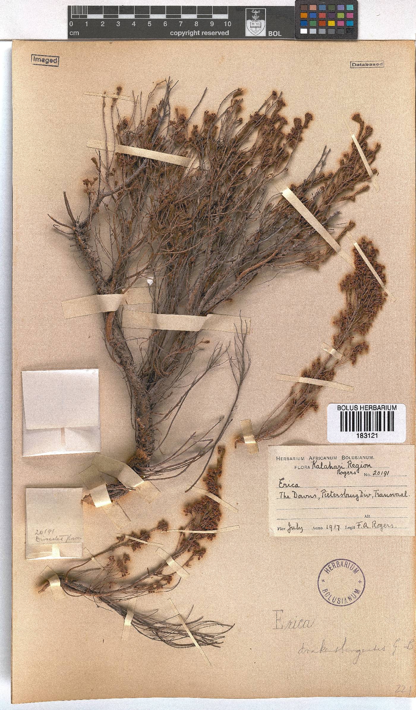 Erica drakensbergensis image