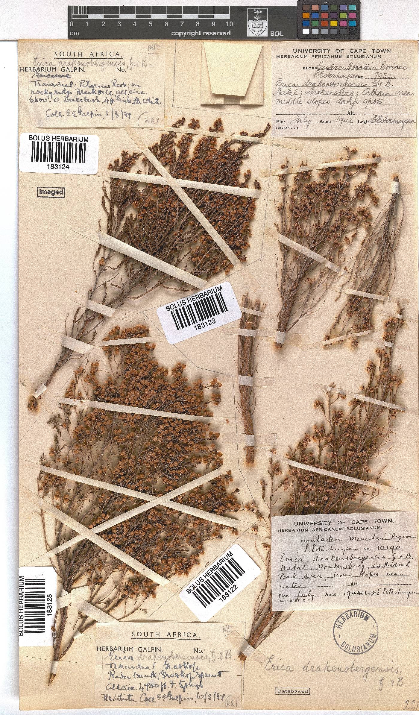 Erica drakensbergensis image