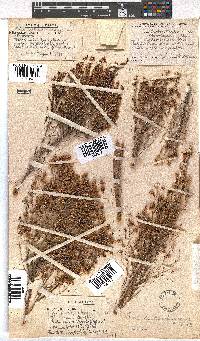 Erica drakensbergensis image