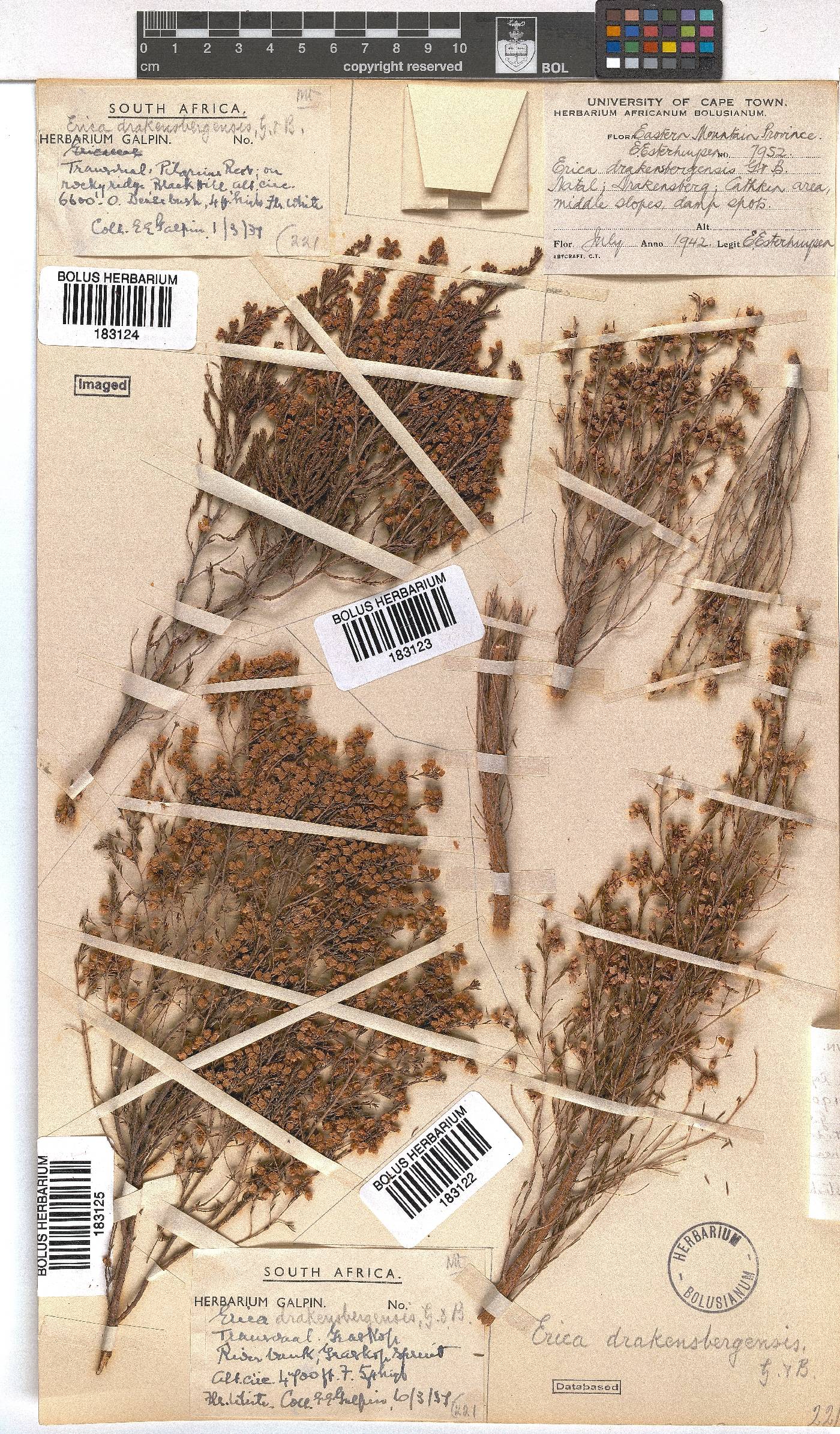 Erica drakensbergensis image