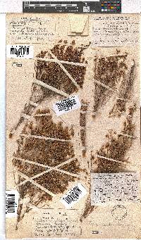 Erica drakensbergensis image