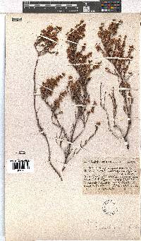 Erica drakensbergensis image