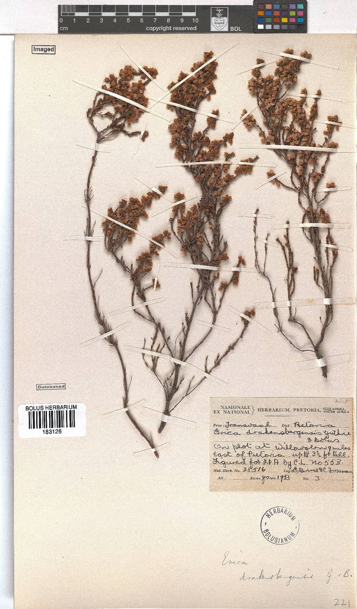 Erica drakensbergensis image