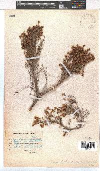 Erica drakensbergensis image