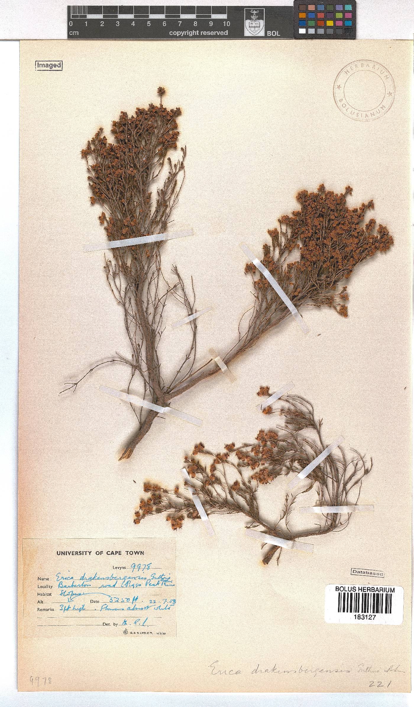 Erica drakensbergensis image